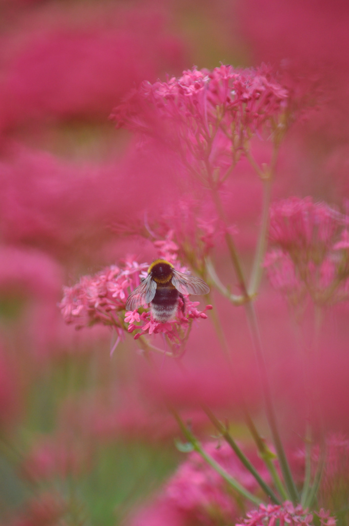 Hummel in Rosa