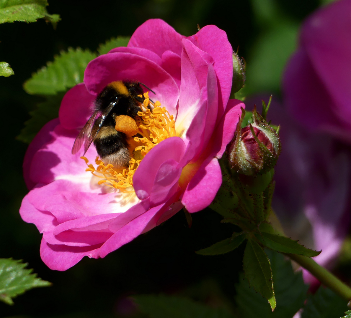 Hummel in Rose