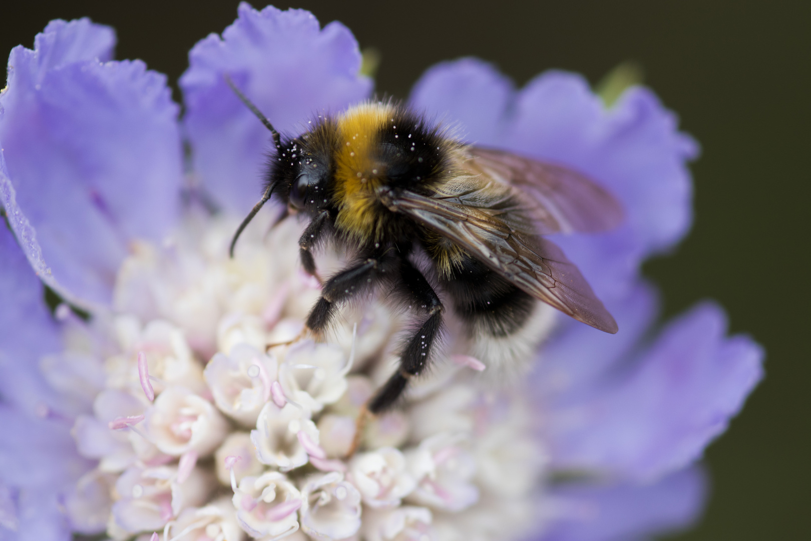 Hummel in Scabiose