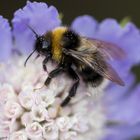 Hummel in Scabiose