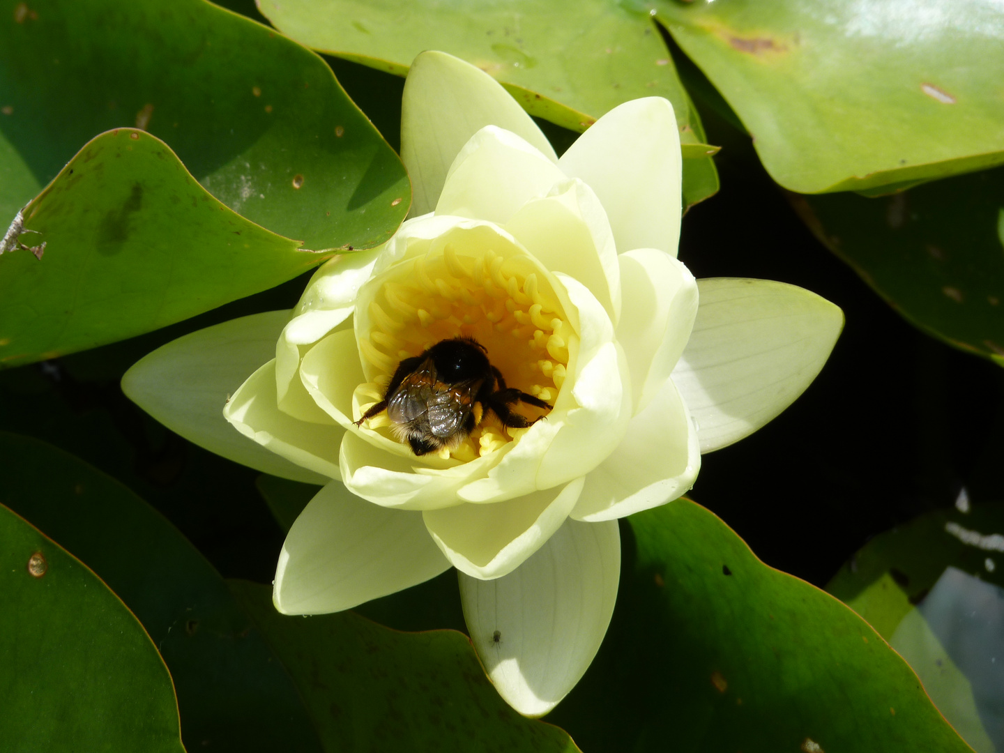 Hummel in Seerose