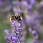 Hummel in sicheren Blütenschuhen ;-)