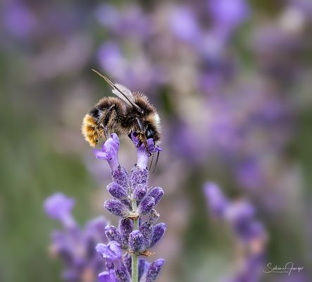 Hummel in sicheren Blütenschuhen ;-)