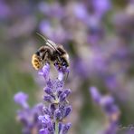 Hummel in sicheren Blütenschuhen ;-)