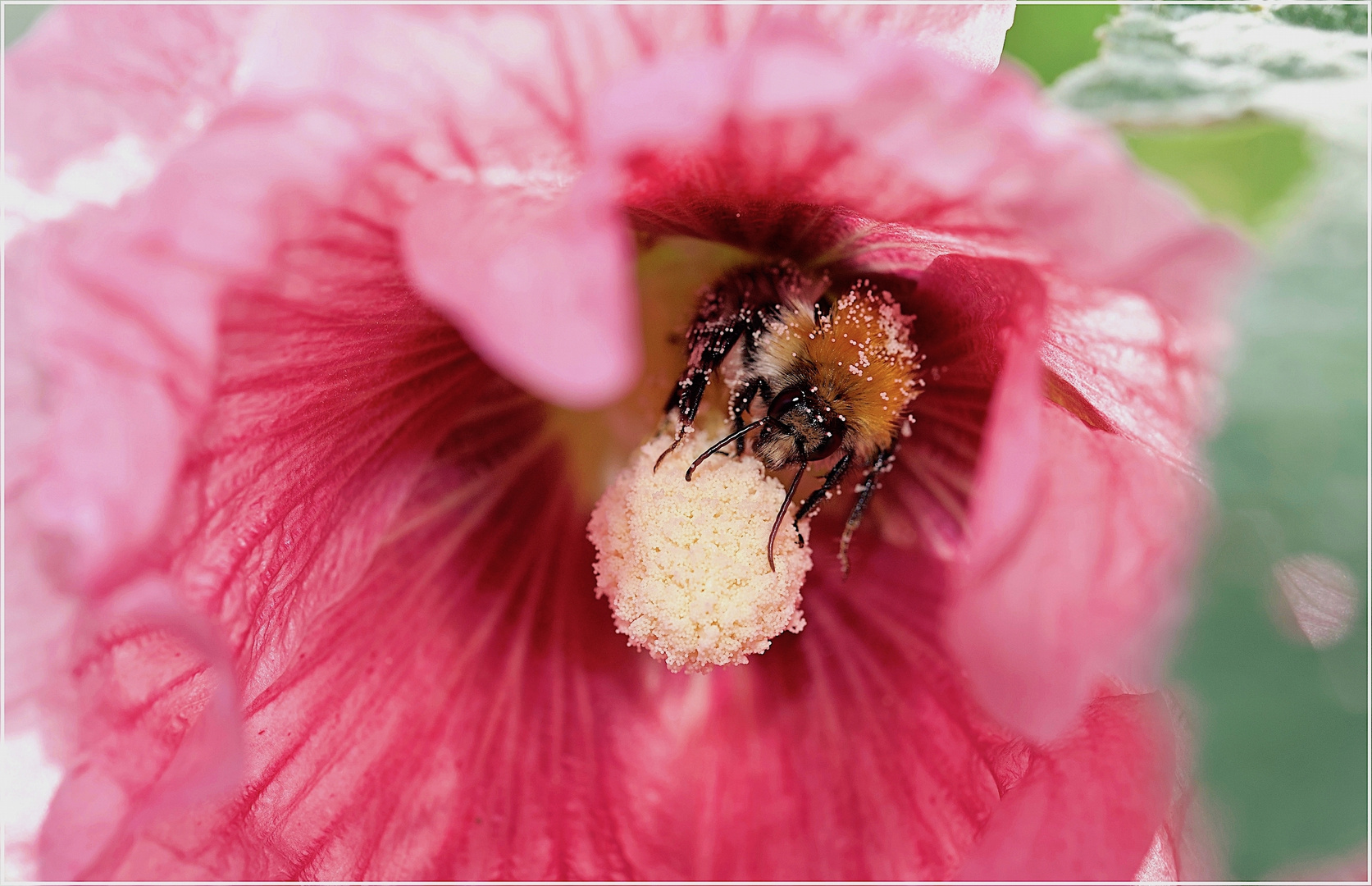 Hummel in Sommerblüte