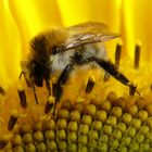 Hummel in Sonnenblume