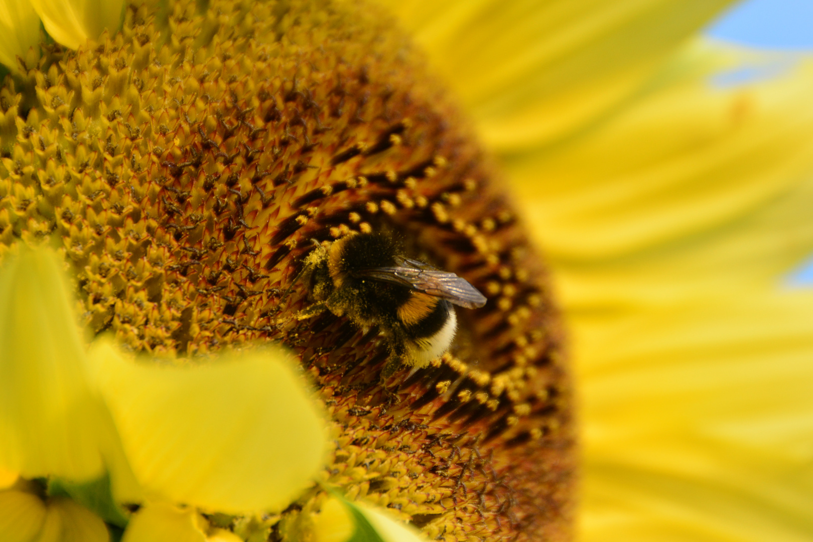 Hummel in Sonnenblume/2