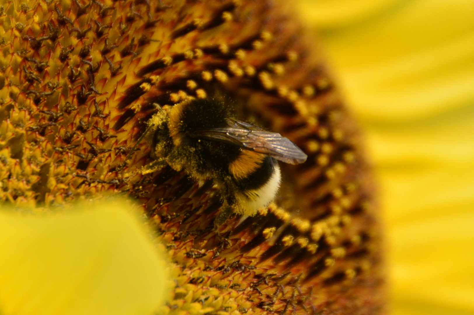 Hummel in sonnenblume/3