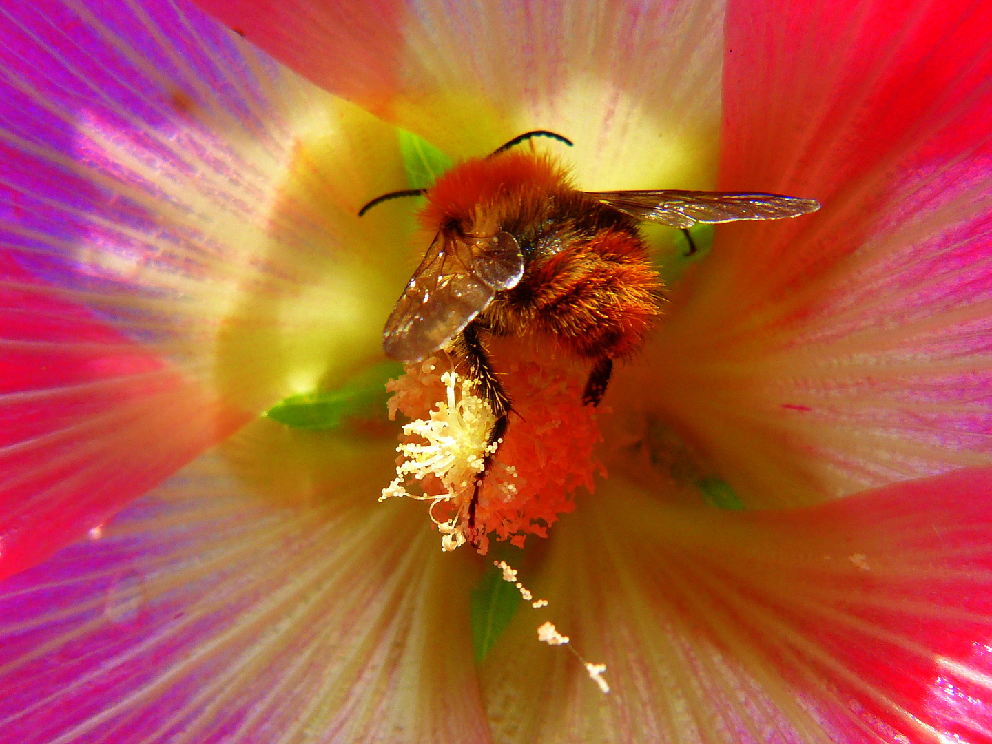 Hummel in Stockrosenblüte