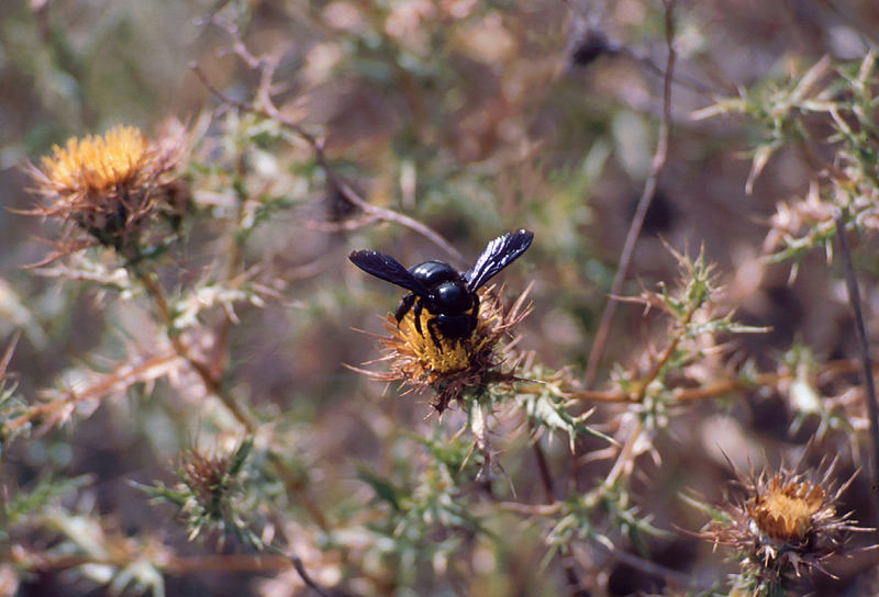 Hummel in Südfrankreich