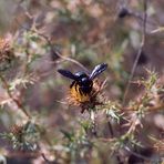 Hummel in Südfrankreich