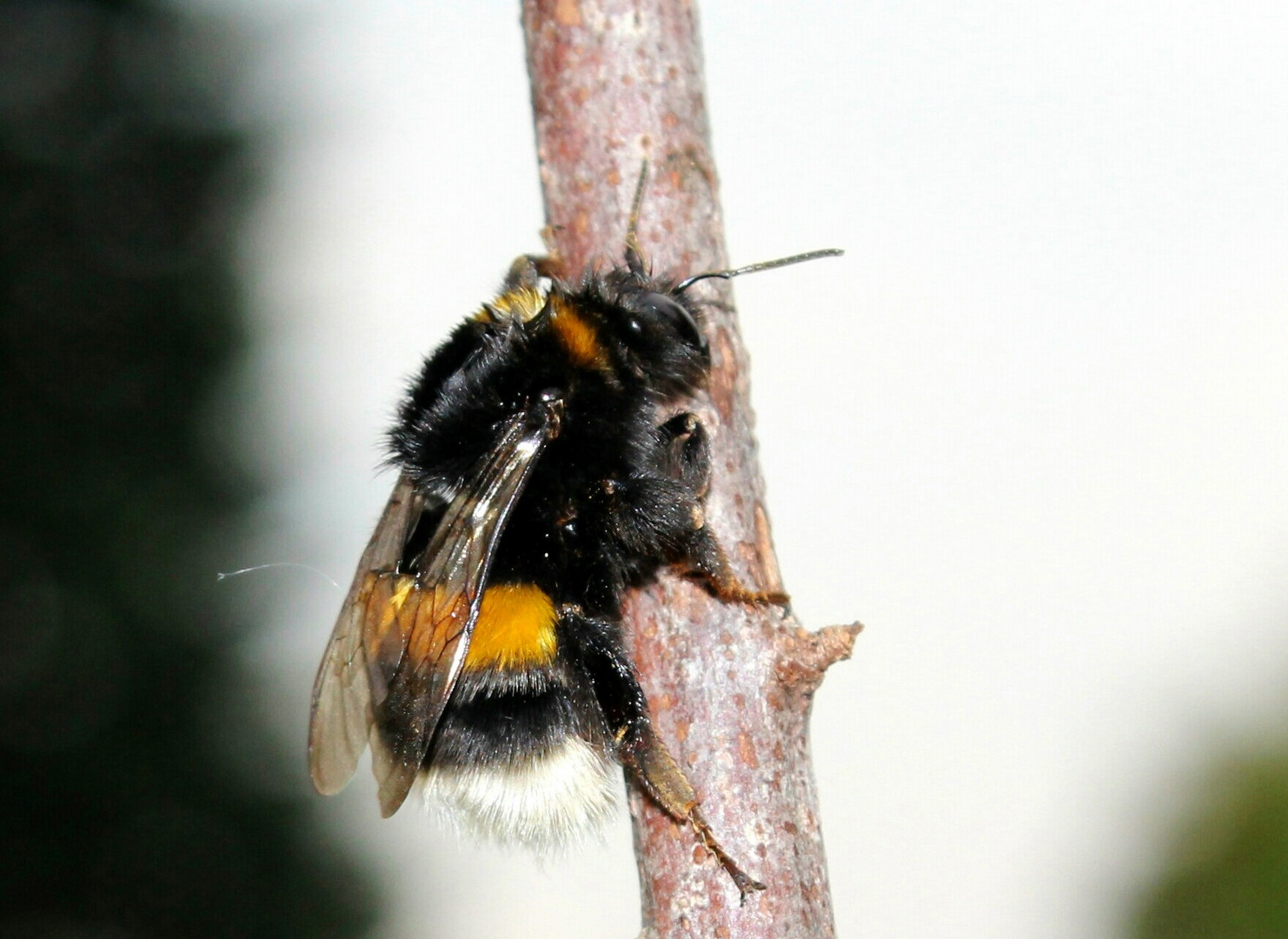 Hummel in unserem Garten