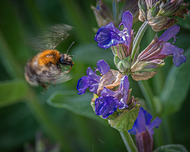 Hummel in Vorfreude