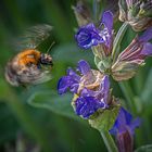 Hummel in Vorfreude