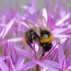 Hummel in Zierlauch-Blüte