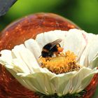 Hummel in Zinnienblüte