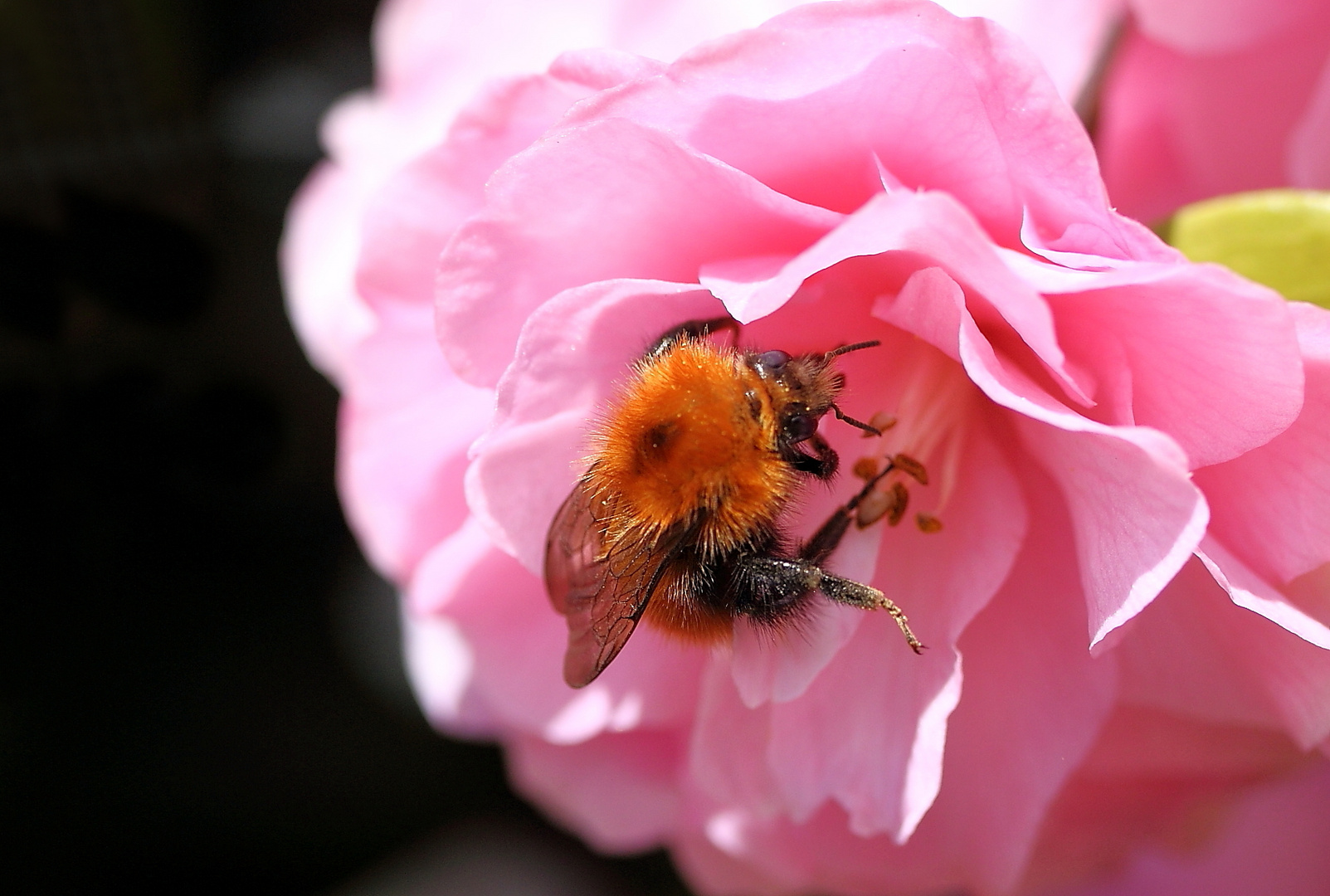 Hummel in Zwergkamelie