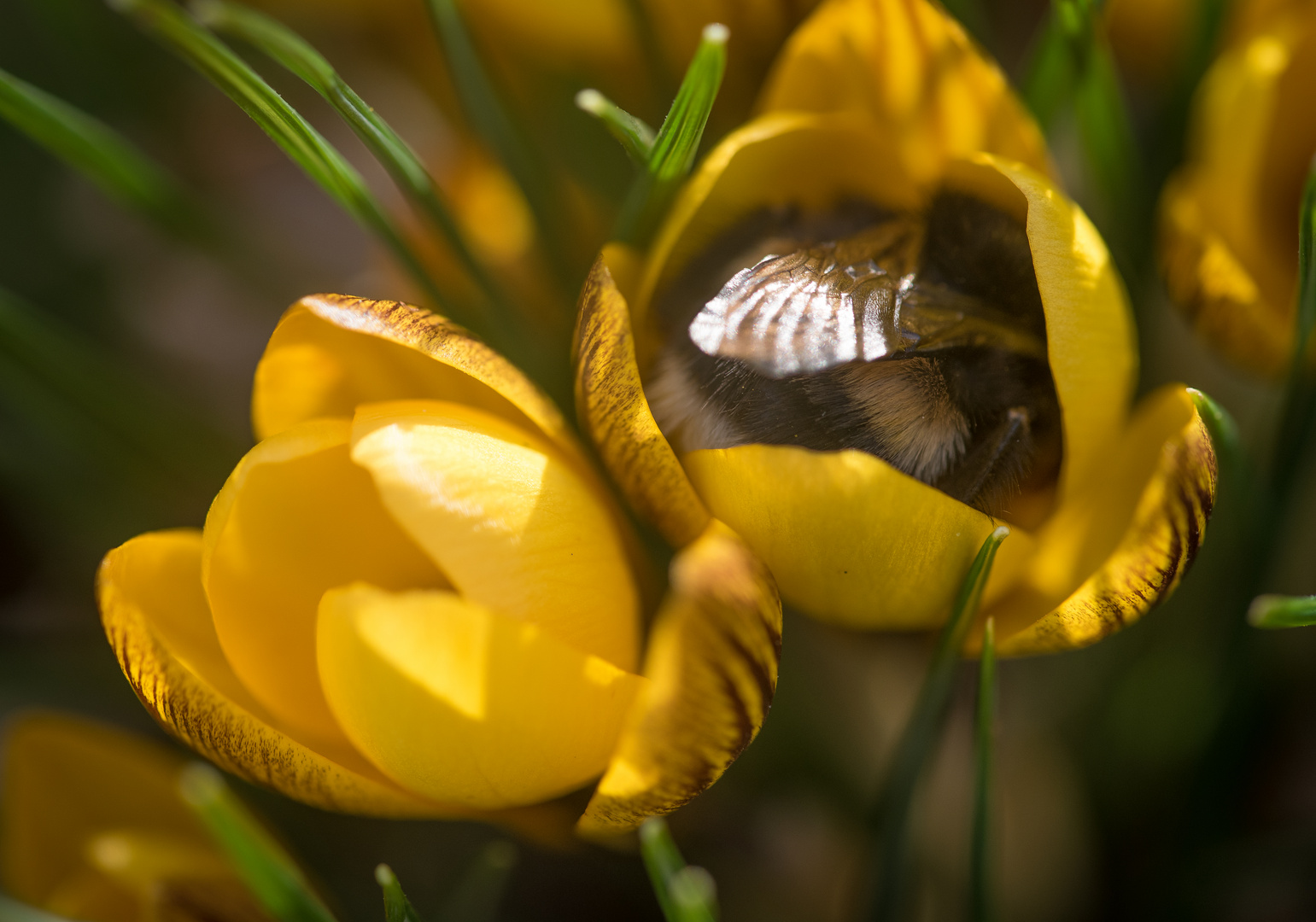 Hummel ist müde....Hummel muß schlafen