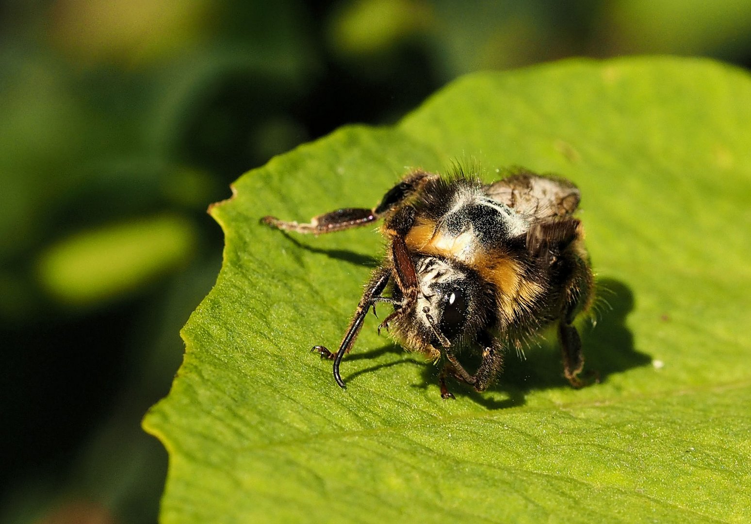 Hummel Joga? 