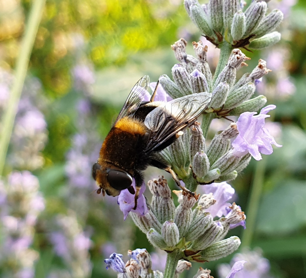 Hummel Keilfleckschwebfliege 