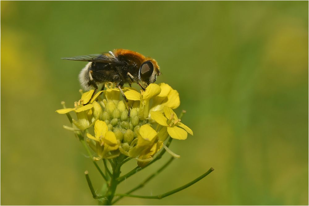 Hummel-Keilfleckschwebfliege