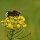 Hummel-Keilfleckschwebfliege