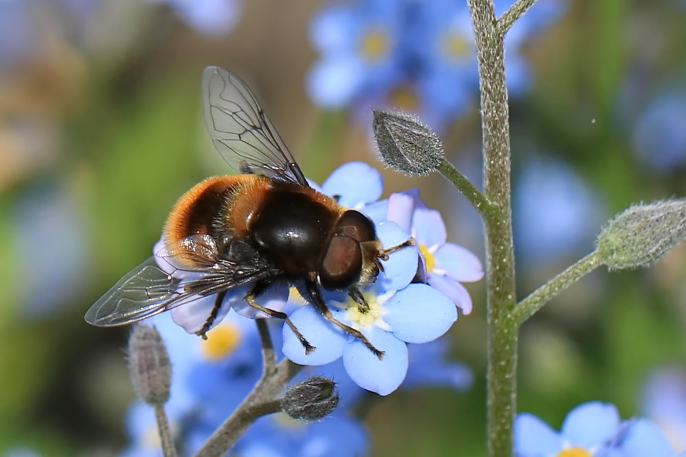 Hummel-Keilfleckschwebfliege