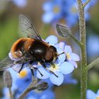 Hummel-Keilfleckschwebfliege