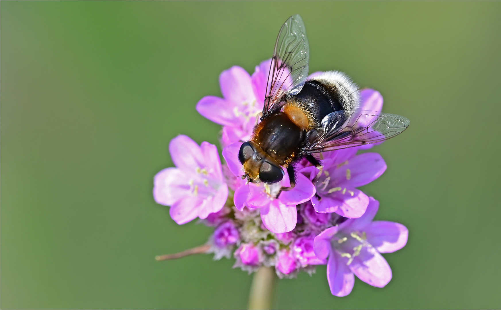 Hummel-Keilfleckschwebfliege