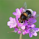 Hummel-Keilfleckschwebfliege