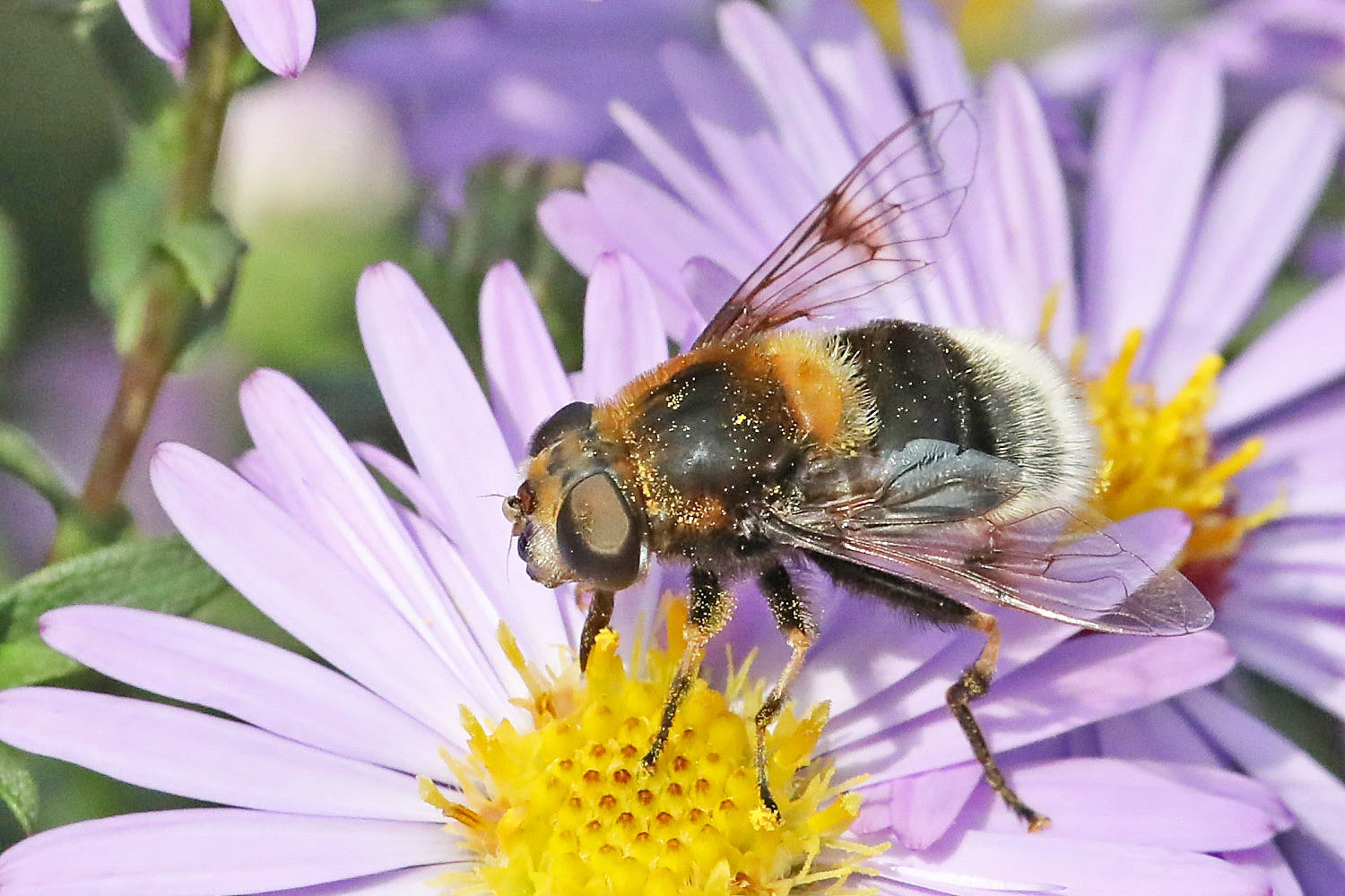 Hummel-Keilfleckschwebfliege