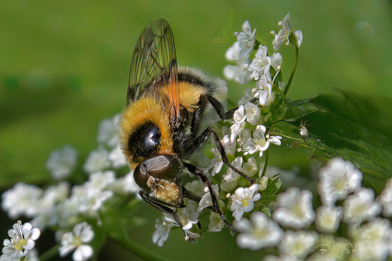 Hummel-Keilfleckschwebfliege