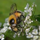 Hummel-Keilfleckschwebfliege