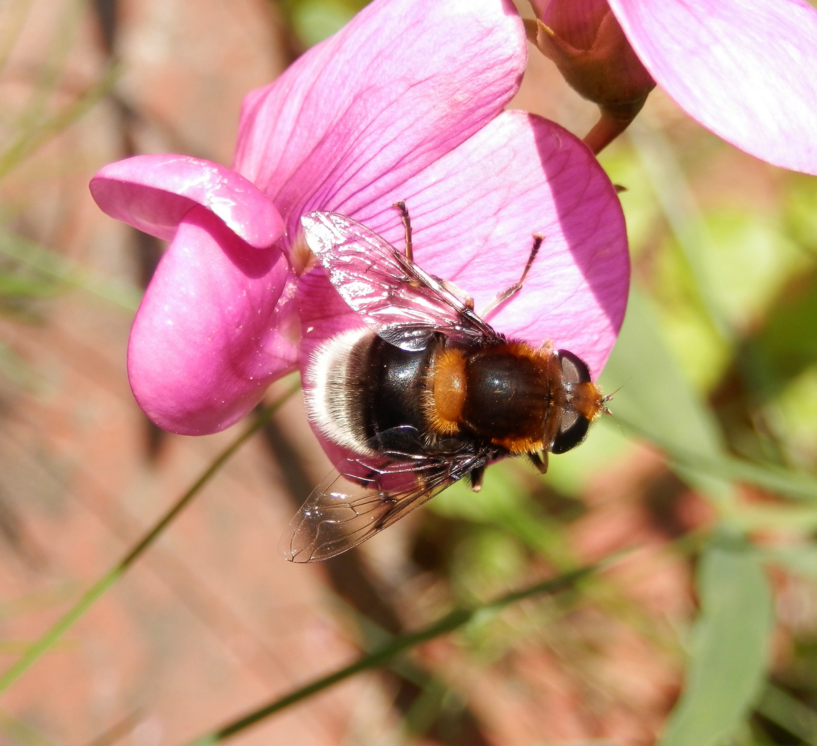 Hummel-Keilfleckschwebfliege (Eristalis intricaria)