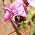 Hummel-Keilfleckschwebfliege (Eristalis intricaria)