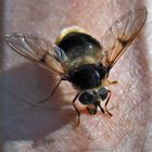 Hummel-Keilfleckschwebfliege (Eristalis intricaria)