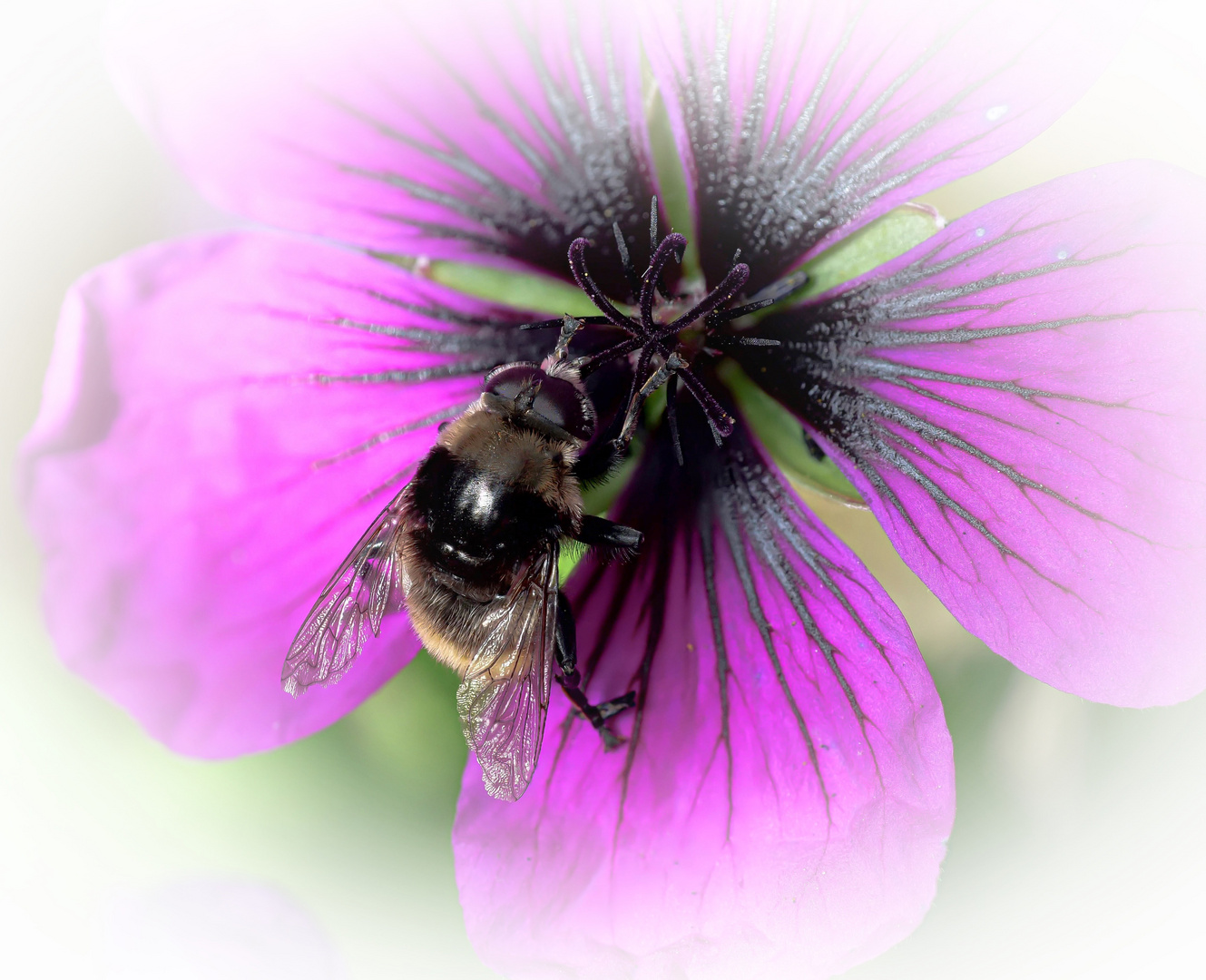 Hummel-Keilfleckschwebfliege_weibchen