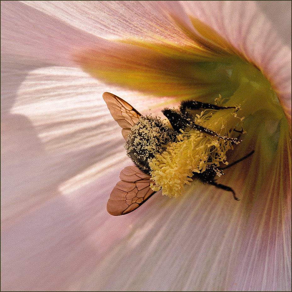 Hummel-Klammer