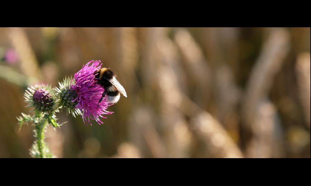 Hummel - Klassiker