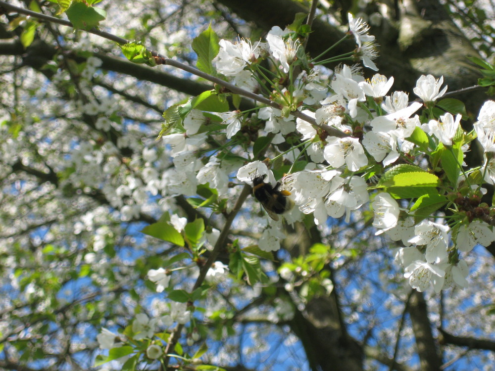 Hummel könne gar nicht fliegen.