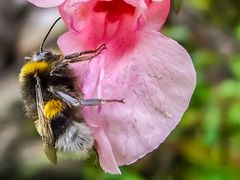 "Hummel .... komm bald wieder ..."