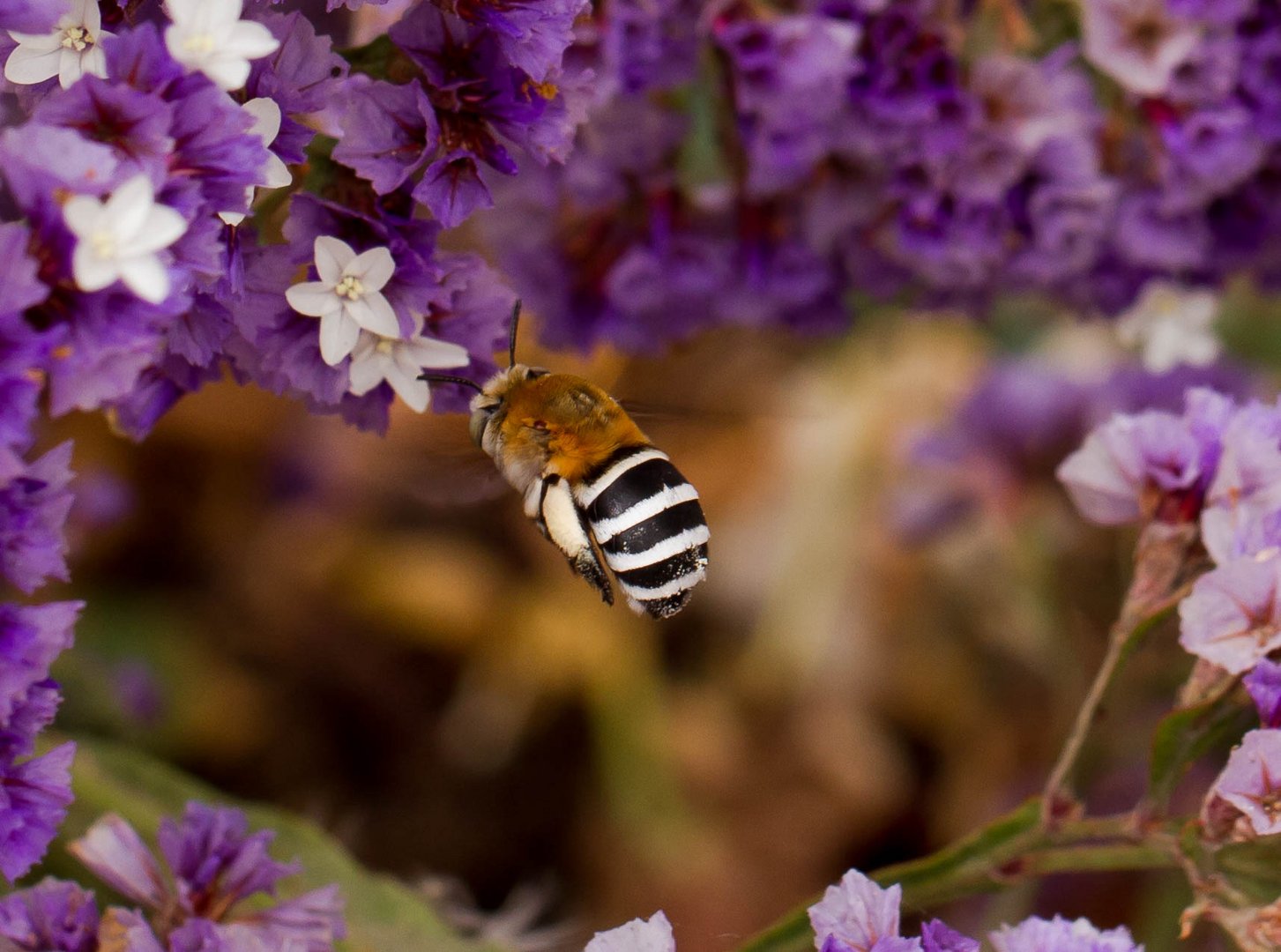 Hummel kommt als Zebra :-)