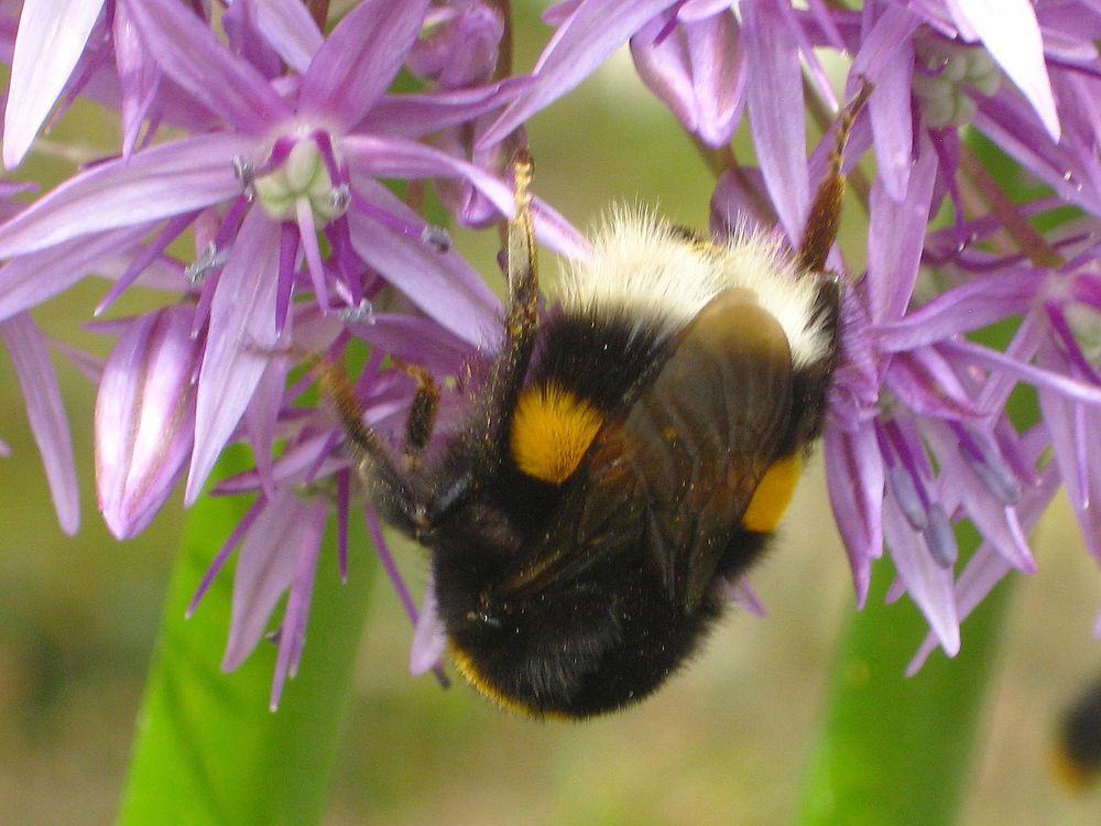 Hummel kopfüber