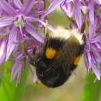 Hummel kopfüber