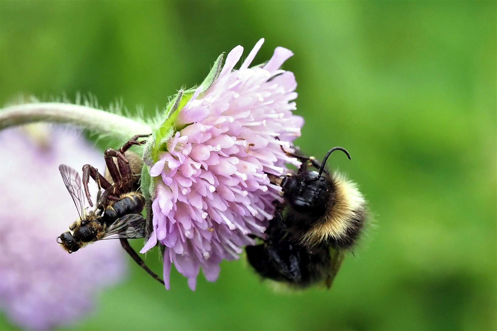 Hummel, Krabbenspinne und Opfer