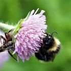 Hummel, Krabbenspinne und Opfer