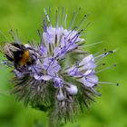 Hummel labt sich am Blüten-Nektar