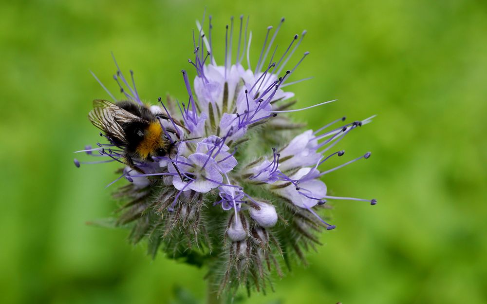 Hummel labt sich am Blüten-Nektar