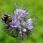 Hummel labt sich am Blüten-Nektar