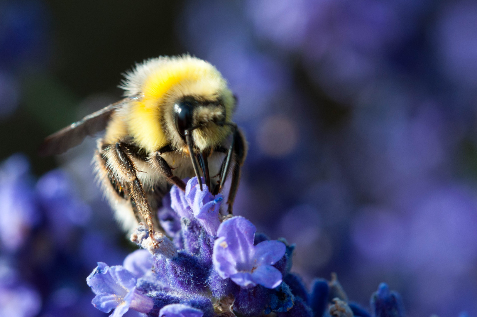 Hummel lässt es sich schmecken